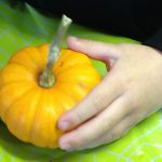 exploring-mini-pumpkins