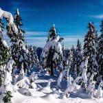 winter-wonder