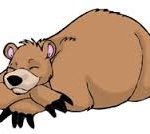 bear